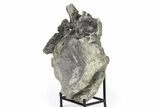 Fossil Sauropod (Camarasaurus) Caudal Vertebra - Wyoming #322933-3